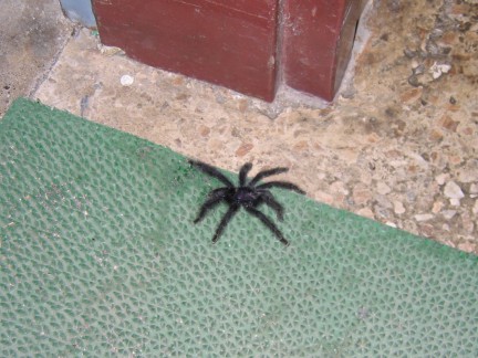 A spider in the hospital at Shell